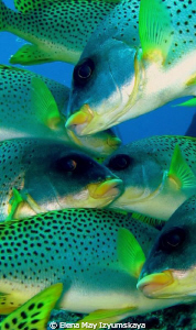 Mistery of Fish (Blackspotted Sweetlips) by Elena May Izyumskaya 